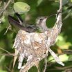 Broad-billed Hummingbird